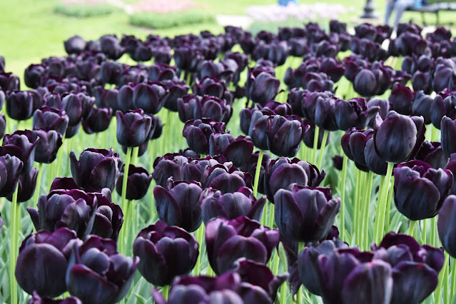 Black Tulips in Pella
