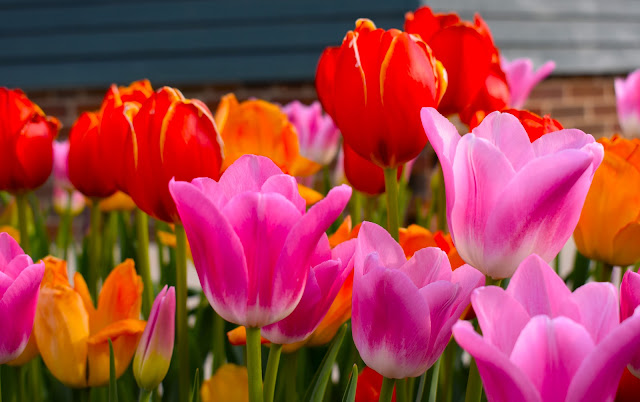 Exploring the Vibrant Tulip Festival at Pella