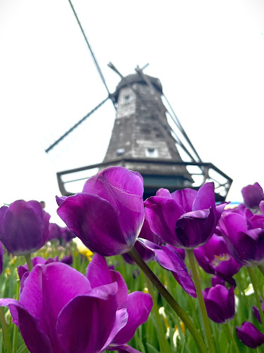 Pela Tulips before Windmill